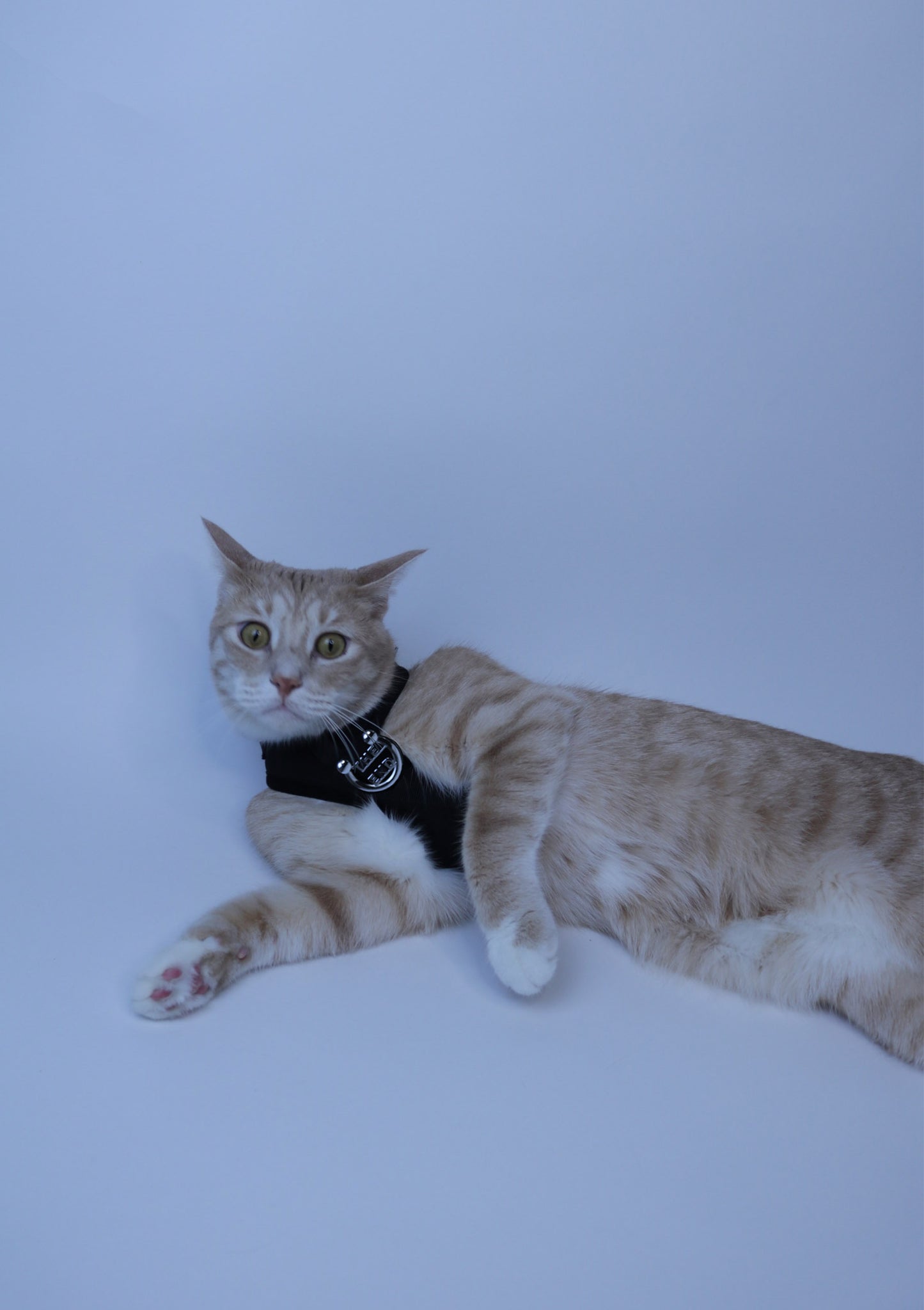 It Takes A Pet Like No Problem Harness