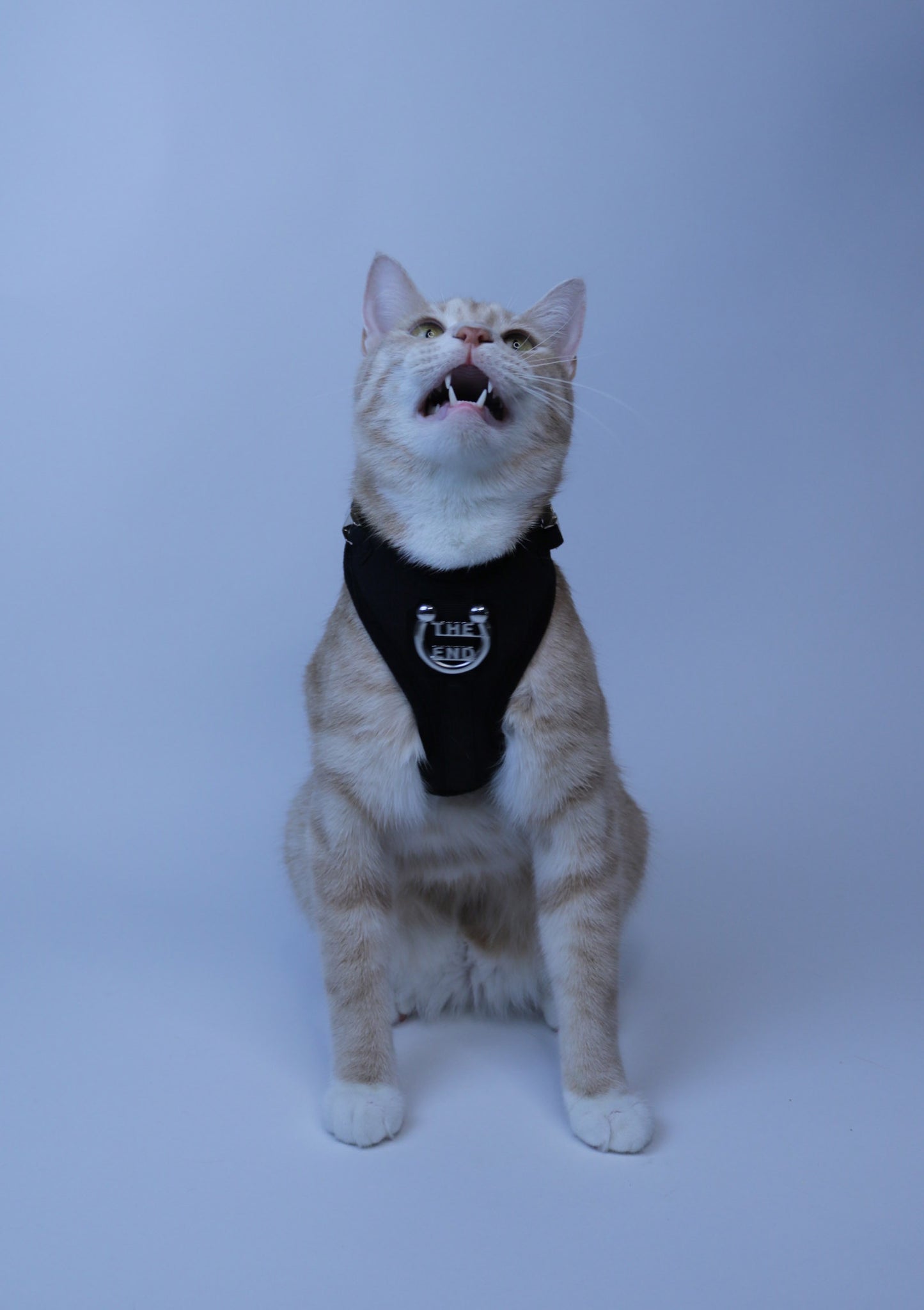 It Takes A Pet Like No Problem Harness