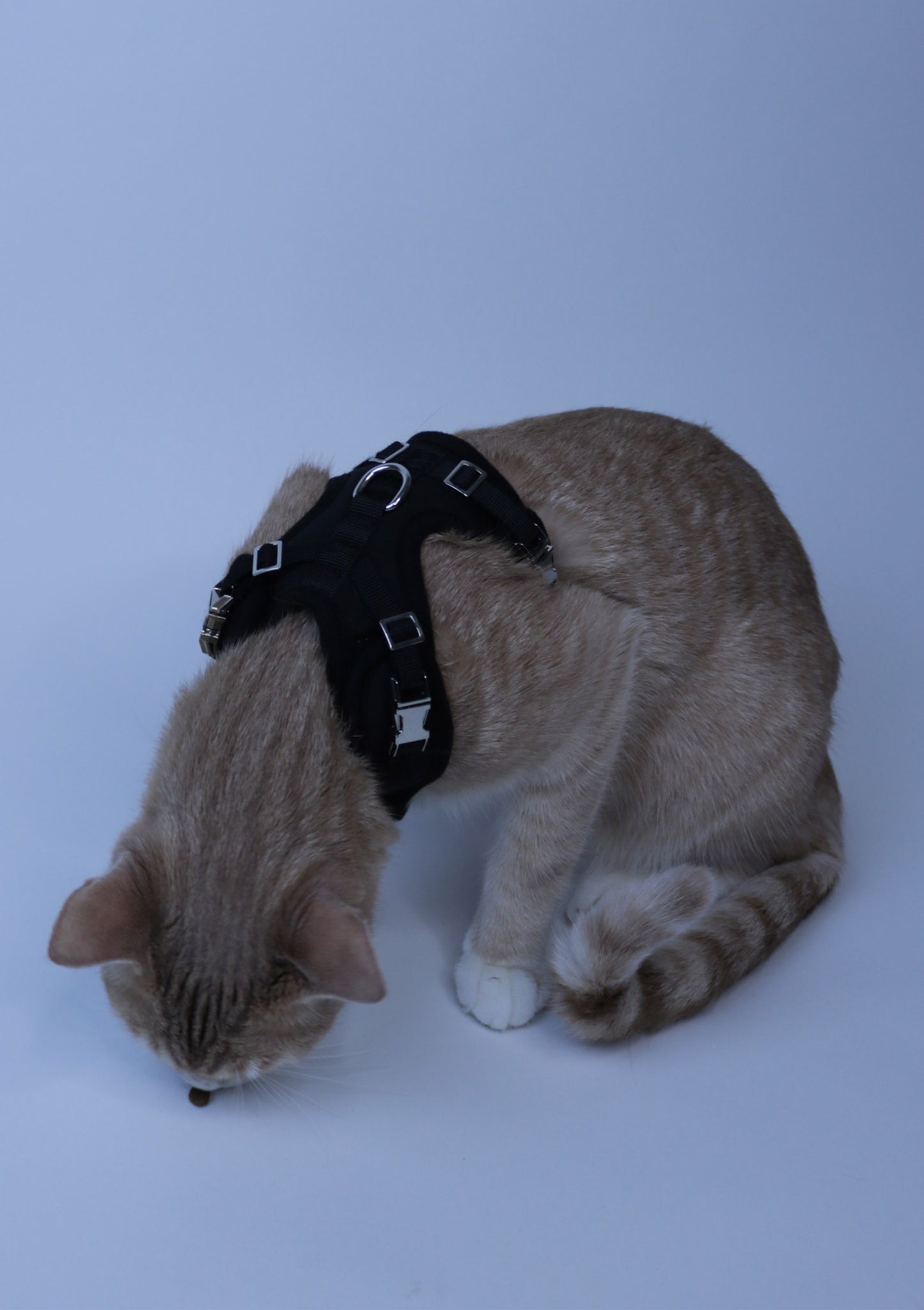 It Takes A Pet Like No Problem Harness