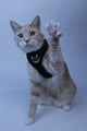 It Takes A Pet Like No Problem Harness